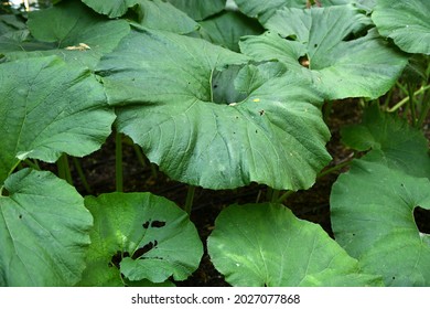 Petasites japonicus, also known as butterbur, giant butterbur, great butterbur and sweet-coltsfoot, herbaceous perennial plant in family Asteraceae