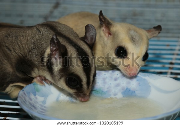 buttercream sugar glider