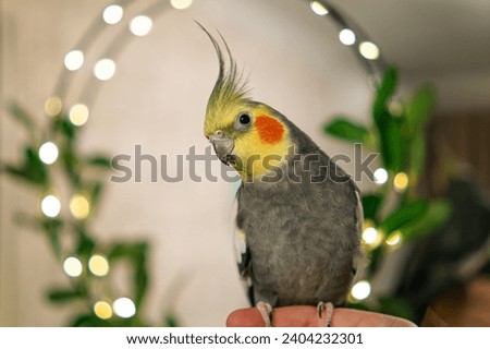 Pet.Cockatiel parrot.Funny parrots.Cockatiel pet.Bird with a crest.Cute animal.Funny bird.Cockatiel.
Caring for pet.Bird.Animal.Feathered friend.Ornithology.Funny parrot.close up portrait.Wallpaper.