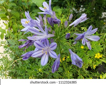 Peter Pan Agapanthus