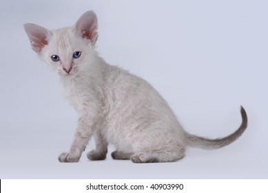 976 Peterbald Kitten Images, Stock Photos & Vectors | Shutterstock