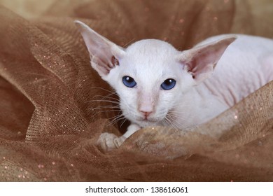 Peterbald Kitten