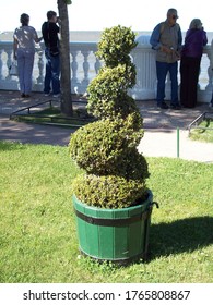 Peterhof, Russia - 07.29.2012: Spiral Topiary