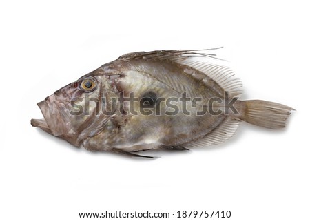 Similar – Image, Stock Photo Raw John Dory fish in metal tray