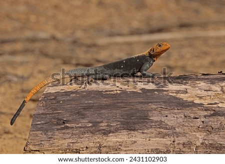 Peter's Rock Agama (Agama Picticauda) adult male resting onold cut tree trunk

Avrafo forest, Ghana, Africa.        November