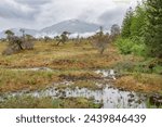 The Petersburg muskeg (Peat Bog) with clouds skirting the mountains behind, Alaska, USA