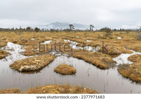 The Petersburg muskeg (Peat Bog) with clouds skirting the mountains behind, Alaska, USA