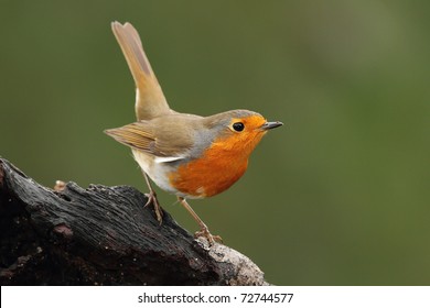 Rougegorge Familier Erithacus Rubecula