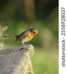 Petirrojo (Erithacus rubecula) En el folclore británico, el petirrojo es visto como un símbolo de esperanza y renovación, y su presencia suele interpretarse como un mensaje positivo