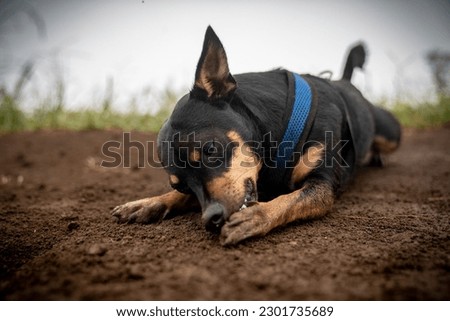Petite dog licking his paw while laying on a trai