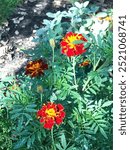 Petite Dwarf French Marigolds, Tagetes tenuifolia (Signet Marigold) add fiery color to the garden with bold reds, oranges and yellows.