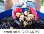 Petite gold potatoes harvesting from 55-gallon plastic barrel at backyard garden in Dallas, Texas, Asian man hands nitrile latex gardening gloves holding homegrown organic tubers urban homestead. USA