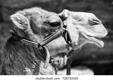 Camel In Black And White Images Stock Photos Vectors Shutterstock