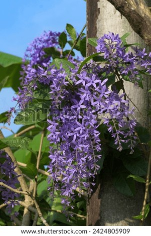 Petrea volubilis, commonly known as purple wreath, queen's wreath or sandpaper vine, is an evergreen flowering vine, native to Tropical America with violet flowers.