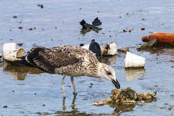 Petrel Bird Pecking At Pollution Garbage Debris In Harbor In Durban, South Africa