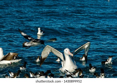 Petrels And A Great Albatross Are Sitting On The Sea