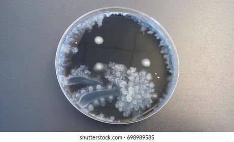 petri dish