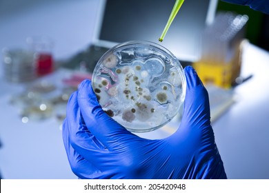 Petri Dish with Bacteria in Chemical Lab
