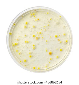 Petri dish with bacteria colonies, isolated on white