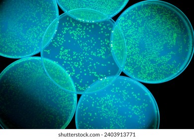 petri dish with bacteria glowing in uv light - Powered by Shutterstock