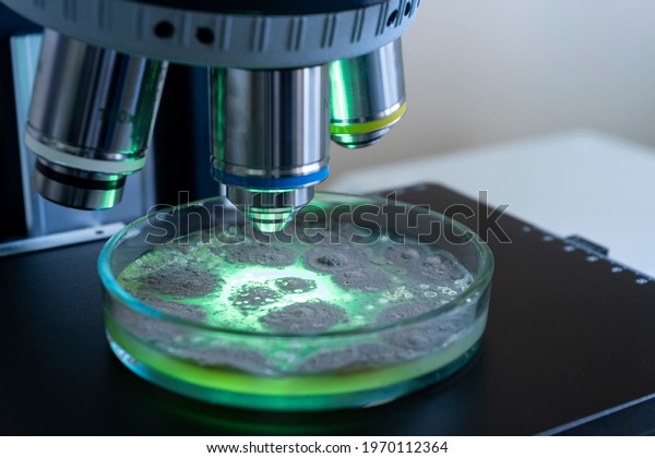 A petri dish with bacteria under a\
microscope, highlighted in green, the close-up. Do the science of\
the future in the laboratory.