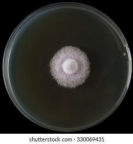 Petri Dish With Botrytis Cinerea