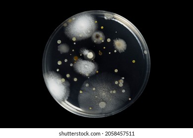 Petri Dish And Culture Media With Bacteria On Black Background With Clipping, Test Various Germs, Virus, Coronavirus, Corona, COVID-19, Microbial Population Count. Food Science.