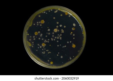 Petri Dish And Culture Media With Bacteria On Black Background With Clipping, Test Various Germs, Virus, Coronavirus, Corona, COVID-19, Microbial Population Count. Food Science.