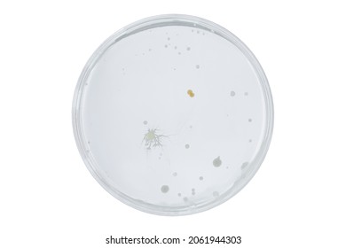 Petri Dish And Culture Media With Bacteria On Black Background With Clipping, Test Various Germs, Virus, Coronavirus, Corona, COVID-19, Microbial Population Count. Food Science.