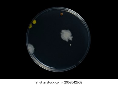 Petri Dish And Culture Media With Bacteria On Black Background With Clipping, Test Various Germs, Virus, Coronavirus, Corona, COVID-19, Microbial Population Count. Food Science.