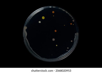 Petri Dish And Culture Media With Bacteria On Black Background With Clipping, Test Various Germs, Virus, Coronavirus, Corona, COVID-19, Microbial Population Count. Food Science.