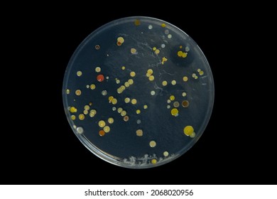 Petri Dish And Culture Media With Bacteria On Black Background With Clipping, Test Various Germs, Virus, Coronavirus, Corona, COVID-19, Microbial Population Count. Food Science.