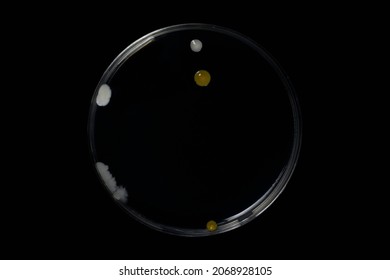 Petri Dish And Culture Media With Bacteria On Black Background With Clipping, Test Various Germs, Virus, Coronavirus, Corona, COVID-19, Microbial Population Count. Food Science.