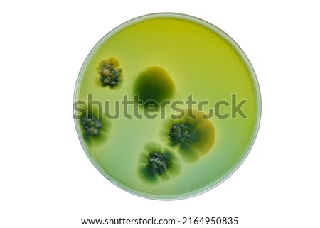 Petri dish and culture media with bacteria on white background with clipping, Test various germs, virus, Coronavirus, Corona, COVID-19, Microbial population count, Food science.
