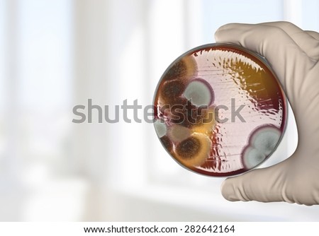 Petri, dish, enterococcus.