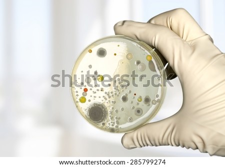 Petri, dish, enterococcus.
