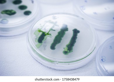 Petri Dish With Green Algae 