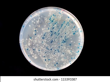 A Petri Dish With Growing Virus And Bacteria Cells. Microorganism