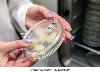 Petri Dish In Hands With Samples Of Raw Materials From Calus For Printing Food On A 3D Printer. Modern Technologies In Nutrition.