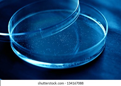 Petri Dish. Laboratory Concept.