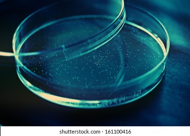 Petri Dish. Laboratory Concept.