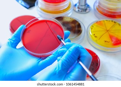 Lab Technician Looks Through Magnifying Glass Stock Photo (Edit Now ...