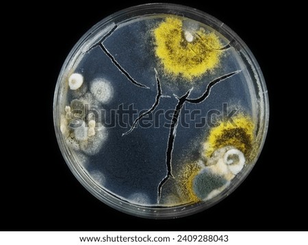 petri dish, mold, various types of fungi, aspergillus, acremonium, Cladosporium, black mold, isolated on black