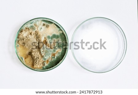 petri dish, mold, various types of fungi