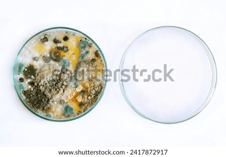 petri dish, mold, various types of fungi