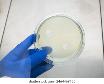 Petri dish with nutrient medium for bacteria and agar columns. Bacteria grow on agar. A scientist holds a petri dish under sterile conditions.