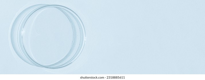 Petri dish. On a blue blue background. - Shutterstock ID 2318885611