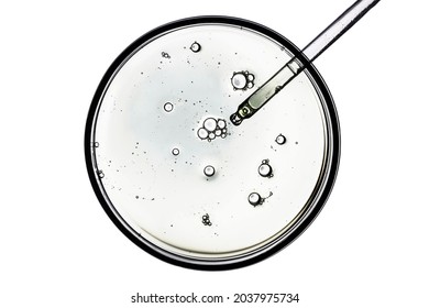 Petri dish with pipette isolated on white background. Petri dish with liquid serum or gel.