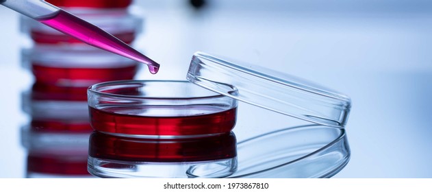 Petri dish and a pipette on a blue background in a scientific genetic laboratory