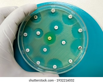 Petri dish showing all Antibiotic is resistance of the sample. Antibiotic activity testing against bacteria - Shutterstock ID 1932216032